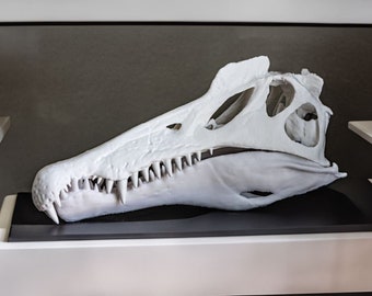 Spinosaurus skull 3D Print -Biology Science Paleontology-