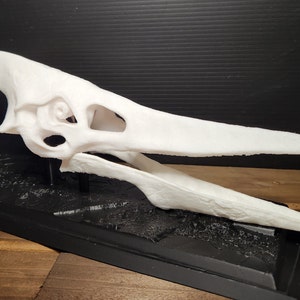 Pterodactyl Skull and Stand 3D Print