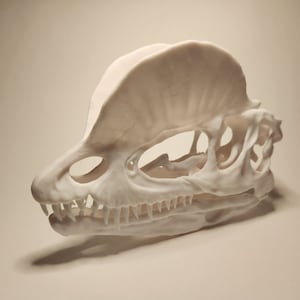 Dilophosaurus Skull 3D Print -Biology Science Paleontology-