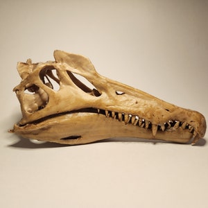 Realistic Spinosaurus skull 3D Print -Biology Science Paleontology-