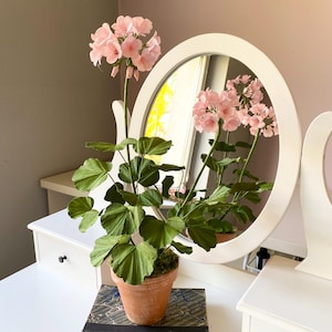 Pelargonia papierowa / Prezent dla mamy / Roślina papierowa / Kwiaty papierowe