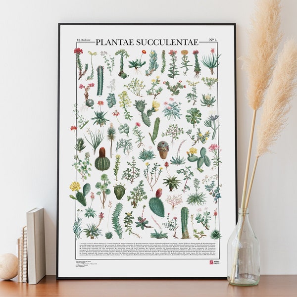 Poster Plantae Succulentae / 69 illustrazioni di diversi tipi di piante grasse