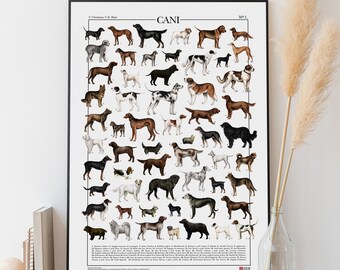 Poster Dogs / Dog Breeds