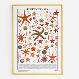Poster Echinodermata / Stampa con 74 illustrazioni di diversi tipi di echinodermi come stelle marine, ricci di mare e cetrioli di mare