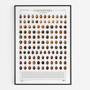 Poster Coleoptera n.1 - Coccinellidæ / Coccinelle, stampa di 124 illustrazioni di tipi diversi di coleotteri della famiglia delle coccinelle