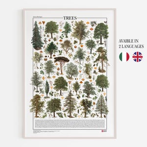 Poster Alberi / Stampa con 26 illustrazioni di diversi tipi di alberi con più di 100 illustrazioni di particolari botanici