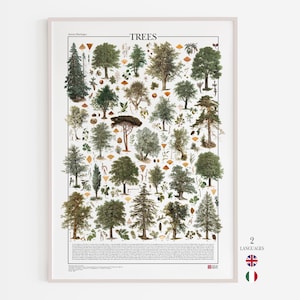 Trees Poster / Print with 26 illustrations of different types of trees with more than 100 illustrations of botanical details
