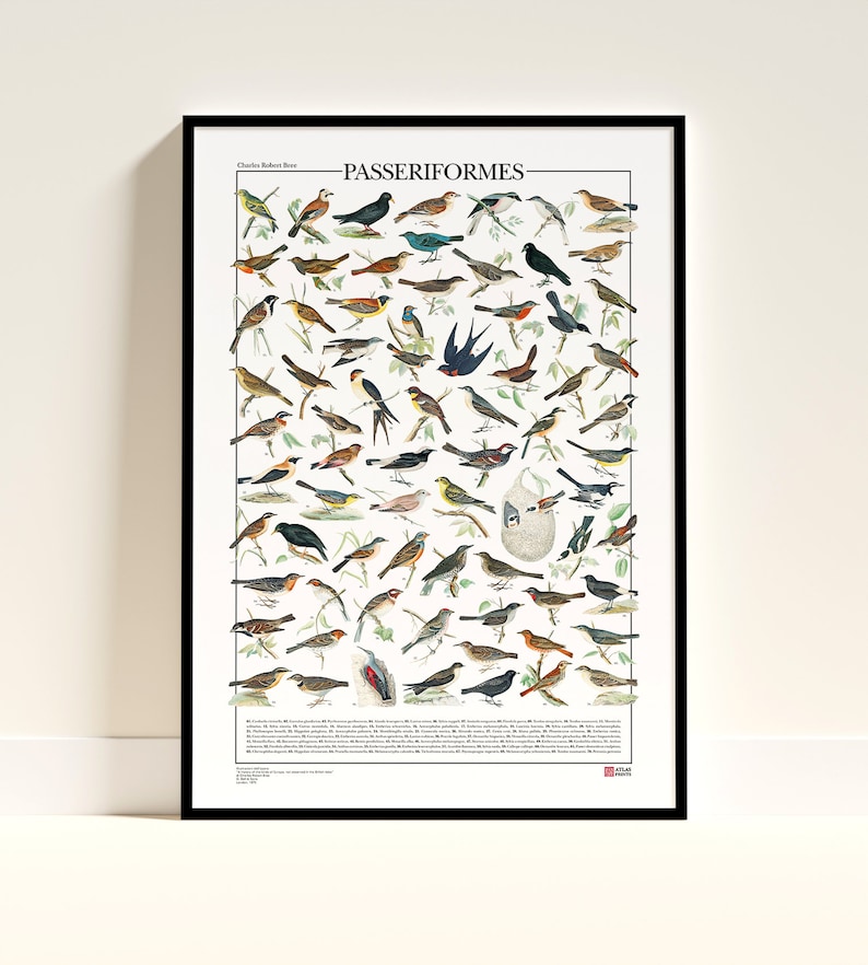 Poster Passeriformes / 70 passeriformi diffusi in Italia immagine 1