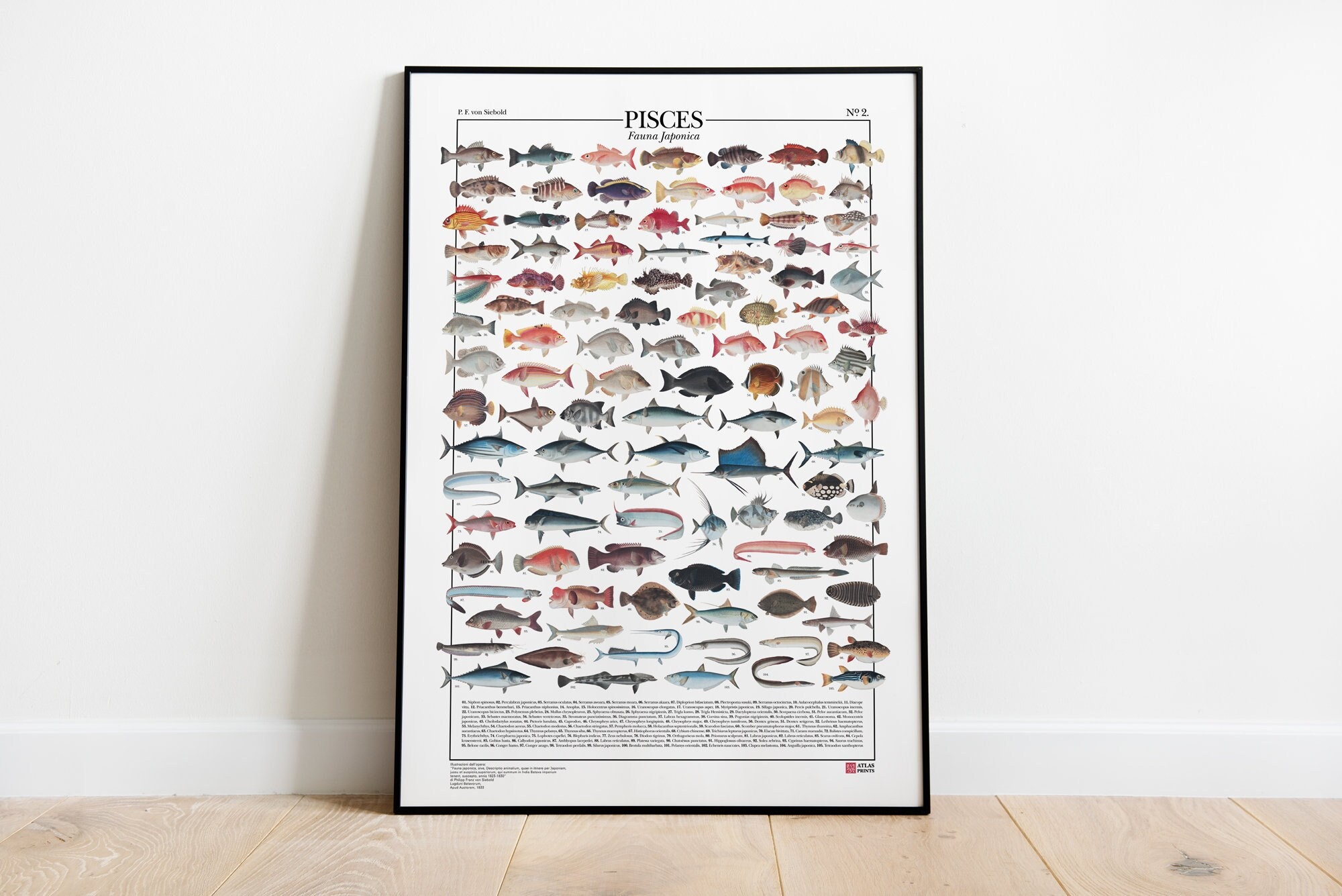 四月の魚　日本版B2サイズポスター ポスター 魚座 N.2 / 日本の魚、日本の動物相のさまざまな種類の魚の