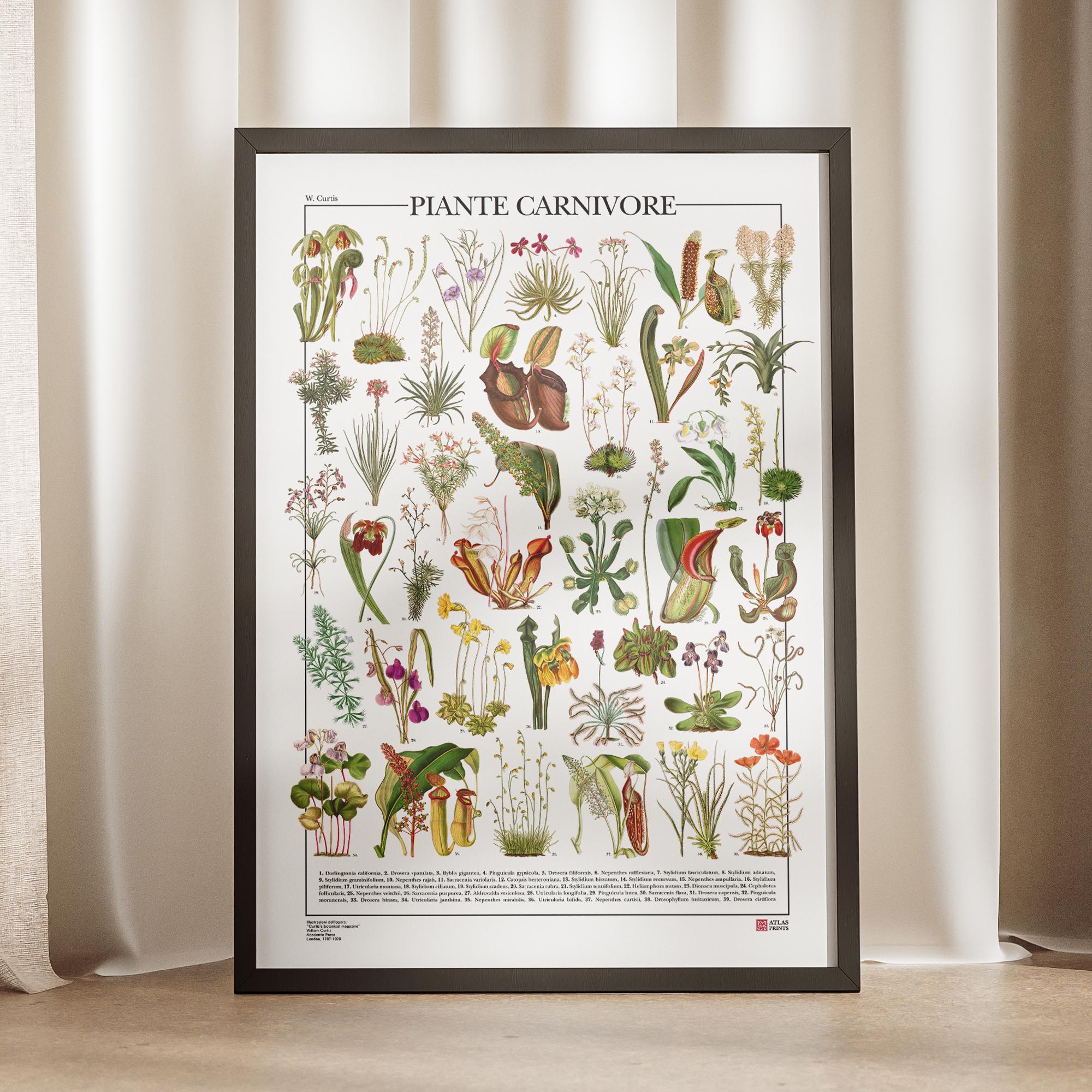 Carnivorous Plants Poster , Print of 39 Illustrations of Different