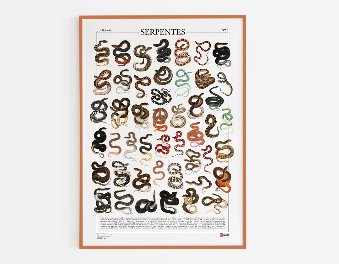 Poster Serpentes Snakes, Snakes Poster, Reptile Art, Snakes Species ...