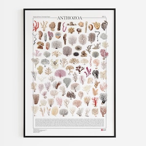 Poster Anthozoa N.1 / Korallen, Druck mit 96 Abbildungen verschiedener Korallenarten