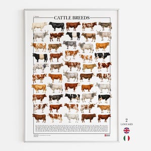 Op de afbeelding: Een verticale poster met de titel CATTLE BREEDS met een raster van diverse illustraties van runderen in verschillende kleuren en patronen. De print bevat onderaan een genummerde lijst die elk ras identificeert, met kleine vlagiconen.