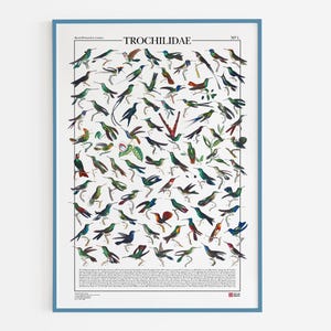 Poster Trochilidae / Colibrì, stampa di 84 illustrazioni di diversi tipi di colibrì
