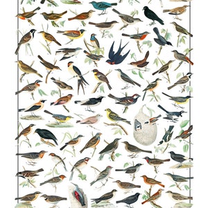 Poster Passeriformes / 70 passeriformi diffusi in Italia immagine 4