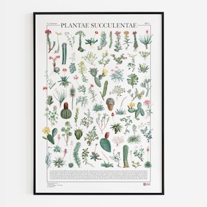 Poster Plantae Succulentae / Sukkulenten, Druck mit 69 Abbildungen verschiedener Sukkulentenarten