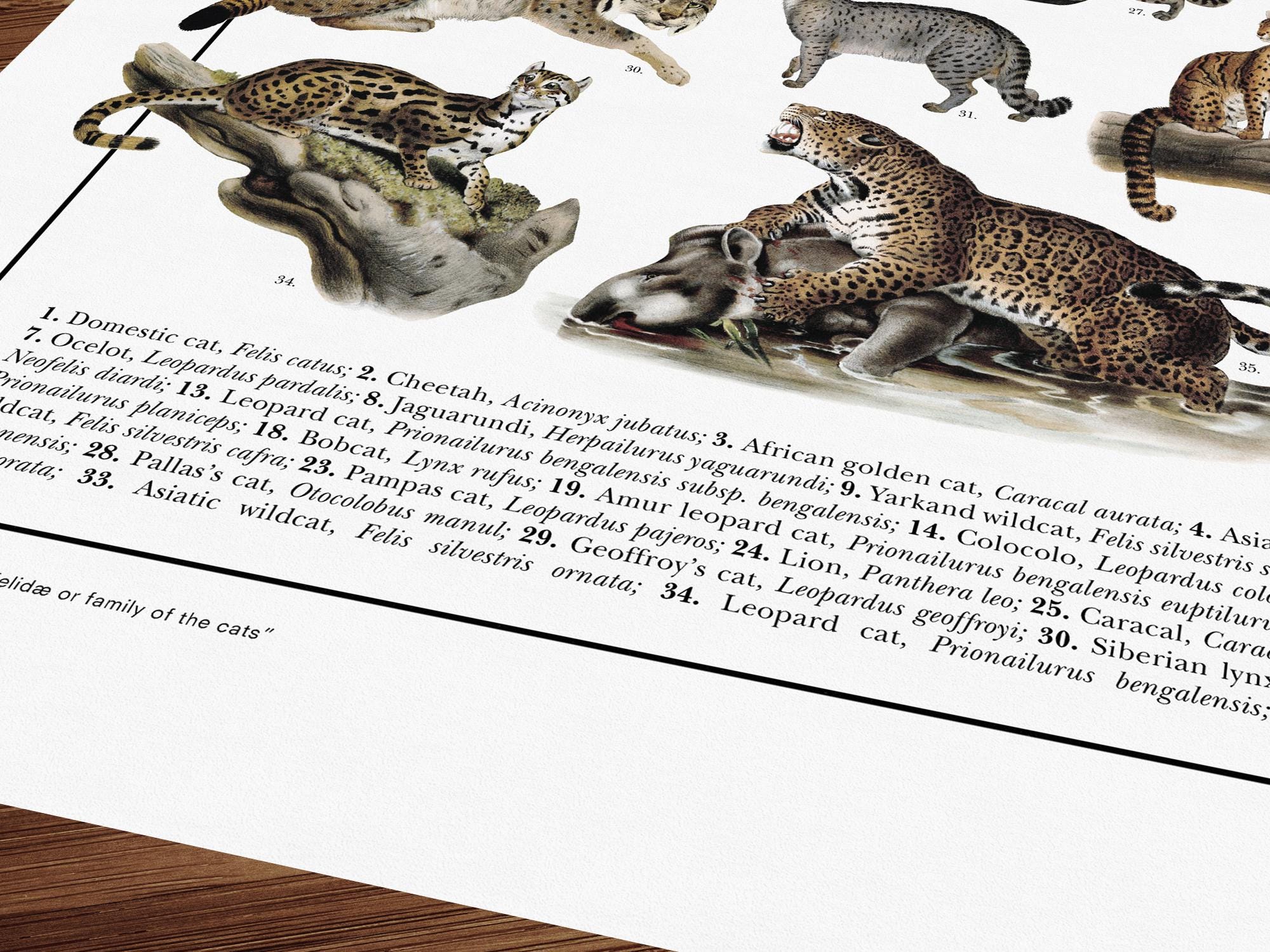 Felidi Felids Poster / Print Featuring 37 Restored Illustrations Depicting ...