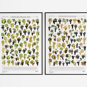 Serie di 2 poster Vitigni / Cépages Français + Vitigni italiani, 2 stampe con 137 illustrazioni di viti del territorio italiano e francese.