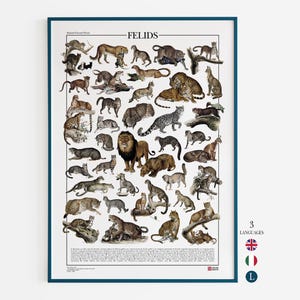 Plakat/Wydruk Felidae z 37 odrestaurowanymi ilustracjami przedstawiającymi różne gatunki z rodziny kotowatych, wydruk rodzajów kotów, kotów