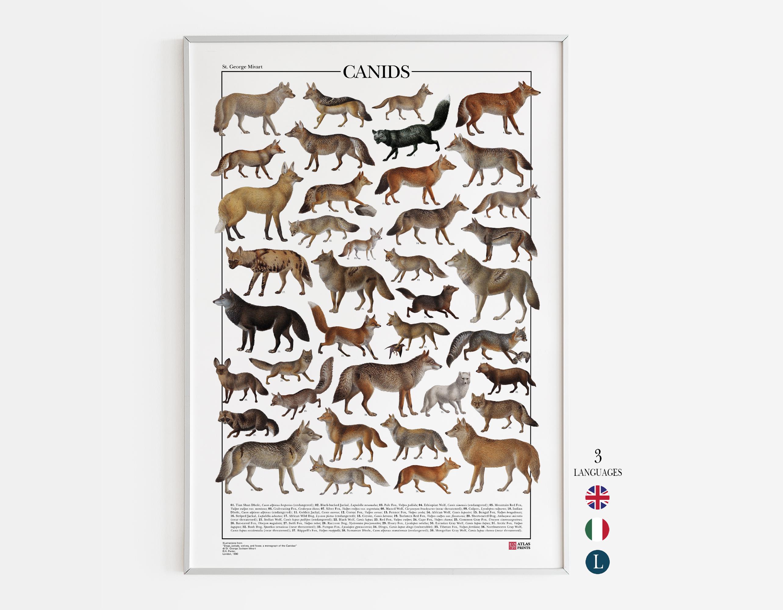 Canids Poster, Print Featuring 39 Species of Wolves, Foxes, Jackals ...