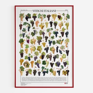 Poster Vitigni Italiani / Stampa con 65 varietà di viti del territorio italiano