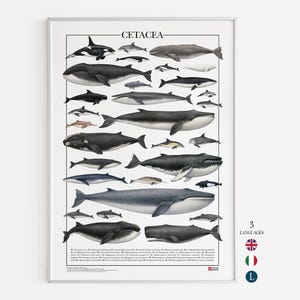Puede incluir: Una impresión enmarcada titulada "CETACEA" que presenta ilustraciones detalladas de varias especies de ballenas y delfines. La obra de arte muestra una gama de tamaños y colores, desde azules oscuros y grises hasta tonos más claros, con etiquetas científicas en la parte inferior.