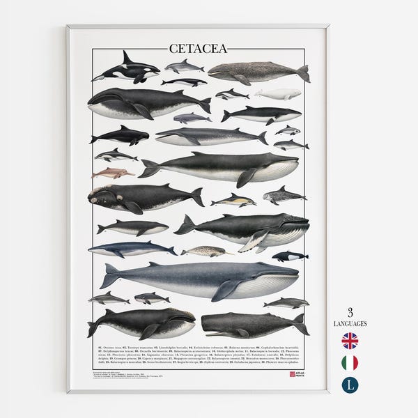 Cetacean Poster | 30 Whale & Dolphin Species | Scientific Marine Biology Print | Natural History Wall Art