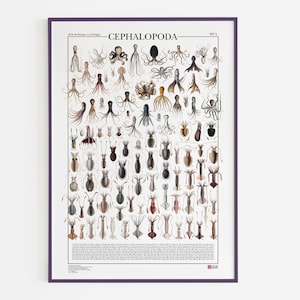 Poster Cephalopoda / Cefalopodi, stampa di 98 illustrazioni di diversi tipi di seppie, polpi e calamari della famiglia dei cefalopodi.