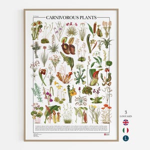Carnivorous Plants Poster , print of 39 illustrations of different carnivorous, insectivorous and protocarnivorous plant
