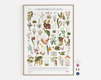 Poster zu fleischfressenden Pflanzen, Druck mit 39 Abbildungen verschiedener Arten fleischfressender, insektenfressender und protokarnivorer Pflanzen