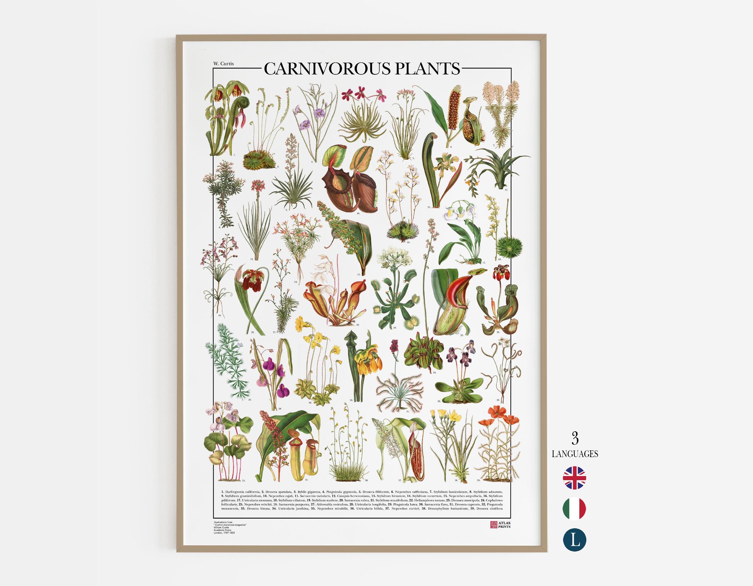 Carnivorous Plants Poster , Print of 39 Illustrations of Different