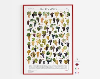 Italian vines Poster, Print with 65 varieties of most famous italian vines.