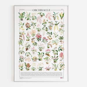 Poster Orchidaceae / Orchidee, stampa con 50 illustrazioni di diversi tipi di orchidee