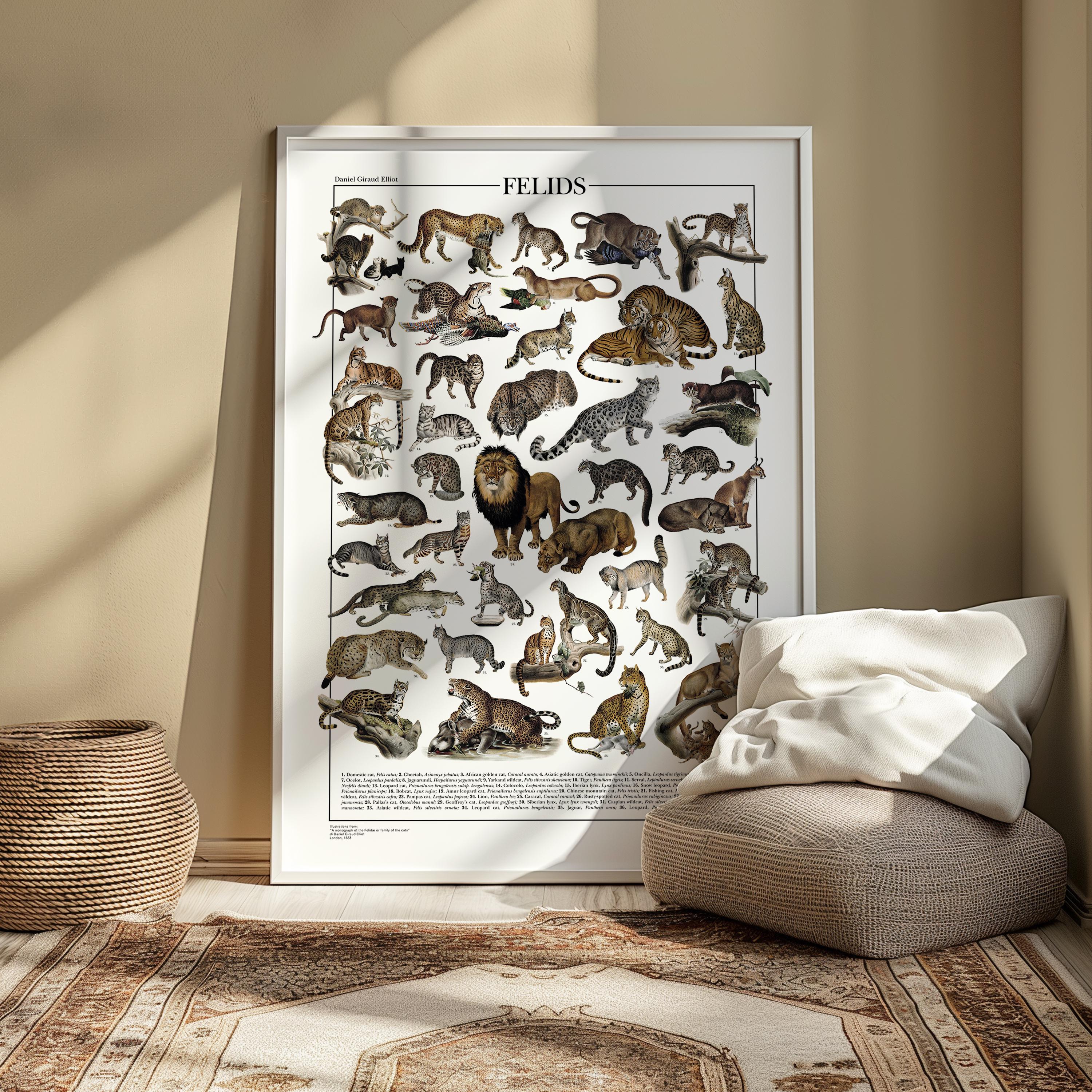 Felidi Felids Poster / Print Featuring 37 Restored Illustrations Depicting ...
