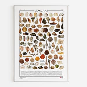 Poster Conchae N.2 / Conchiglie, stampa di 99 illustrazioni di diversi tipi di conchiglie