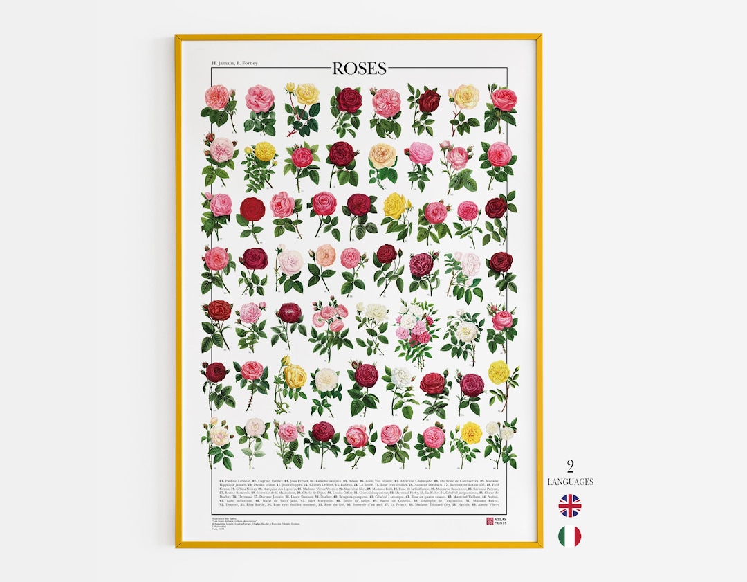 Tips For Roses Poster Roses Poster / Print Featuring 60 Illustrations of Different Rose ...