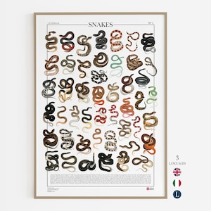 Affiche Serpent, imprimée avec 47 illustrations de différents types de serpents