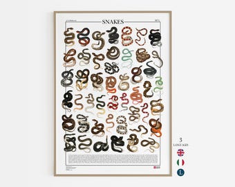 Snakes Poster – 47 Vintage Illustrations | Antique Zoology Print by Atlas Prints | Serpent Wall Art, Nature Decor