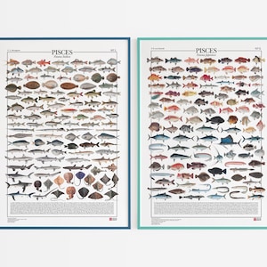 Serie di 2 poster Pisces / Pesci, 2 stampe con più di 200 illustrazioni di pesci della fauna italiana e giapponese