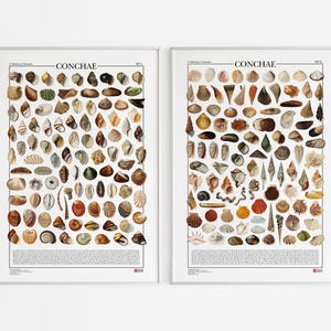 Serie di 2 poster Conchae / Conchiglie, 2 stampe con 198 illustrazioni di diversi tipi di conchiglie