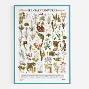 Poster Plantae Carnivorae / Carnivorous Plants, print met 39 illustraties van verschillende soorten vleesetende, insectenetende en protocarnivore planten