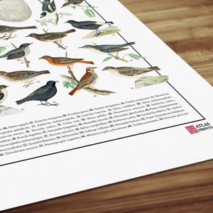 Poster Passeriformes / 70 passeriformi diffusi in Italia immagine 6