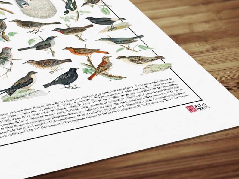 Poster Passeriformes / 70 passeriformi diffusi in Italia immagine 6