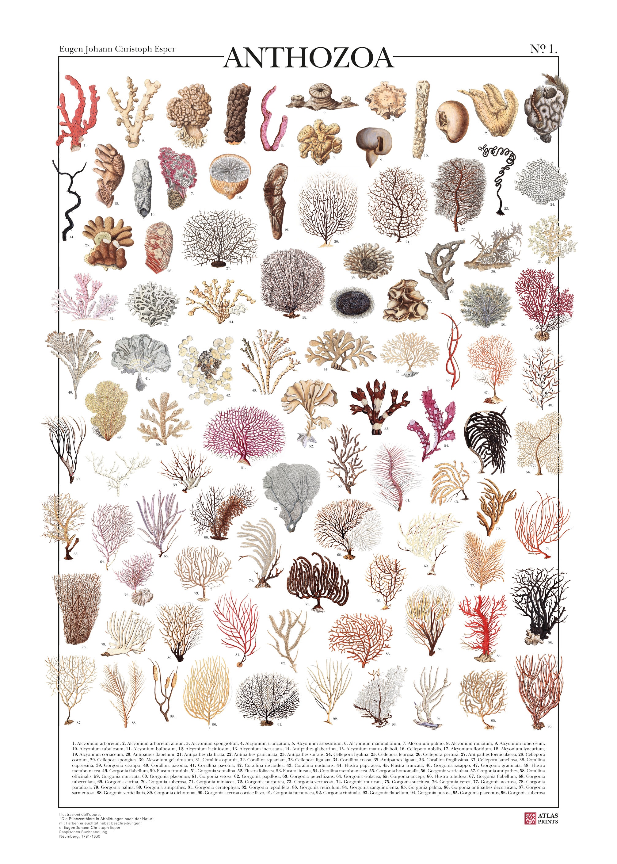 Poster Anthozoa N.1 / Corals, 96 Illustrations of Different Types