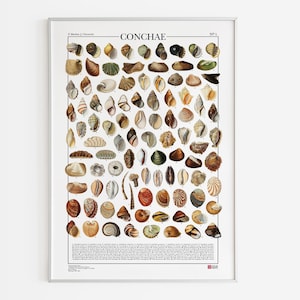 Poster Conchae N.1 / Conchiglie, stampa con 99 illustrazioni di diversi tipi di conchiglie