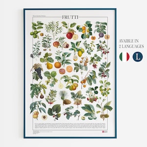 Poster Frutti / Stampa con 31 illustrazioni dei più comuni frutti e alberi da frutto.