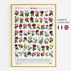 Póster/impresión de rosas con 60 ilustraciones de diferentes variedades de rosas.