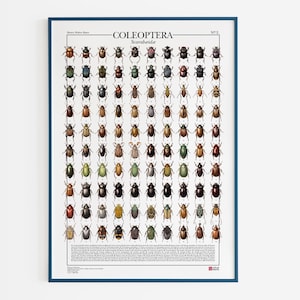 Poster Coleoptera n.2 - Scarabæidæ  / Scarabei, stampa con 100 illustrazioni di diversi tipi di coleotteri della famiglia degli scarabei
