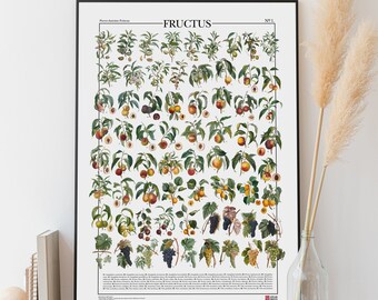 Poster Fructus N.1 / Vruchten