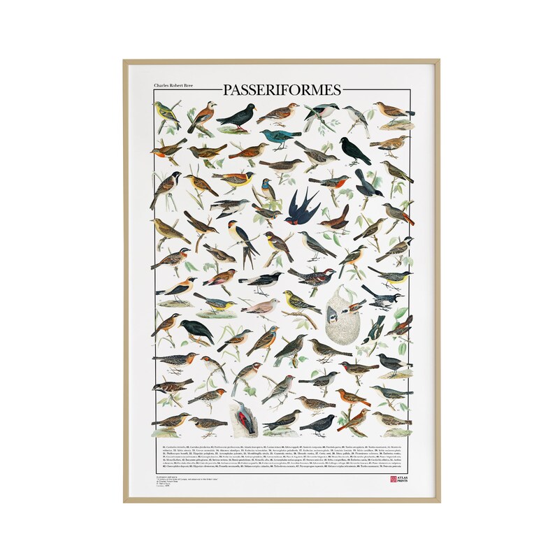 Poster Passeriformes / 70 passeriformi diffusi in Italia immagine 3